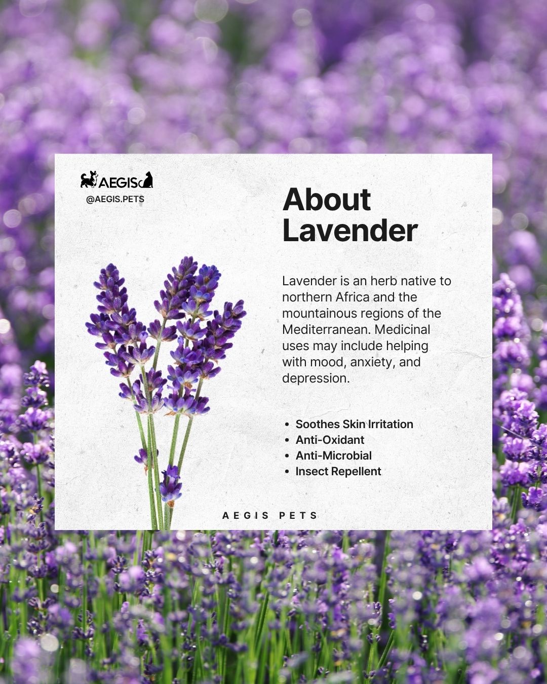 Soothing Pet Shampoo - Image 5