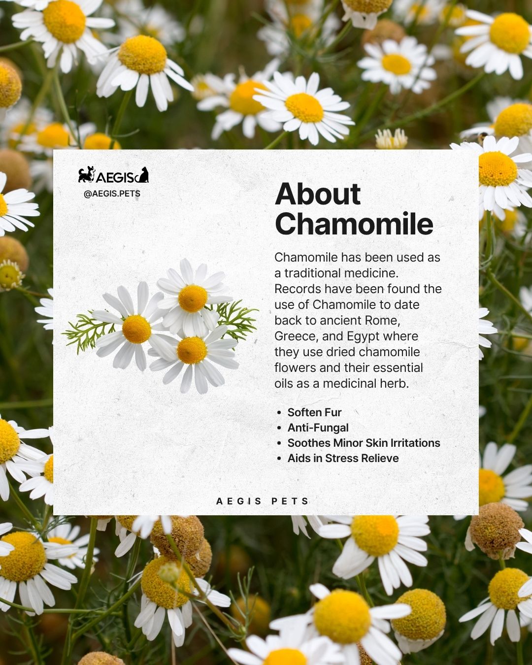 Soothing Pet Shampoo - Image 6